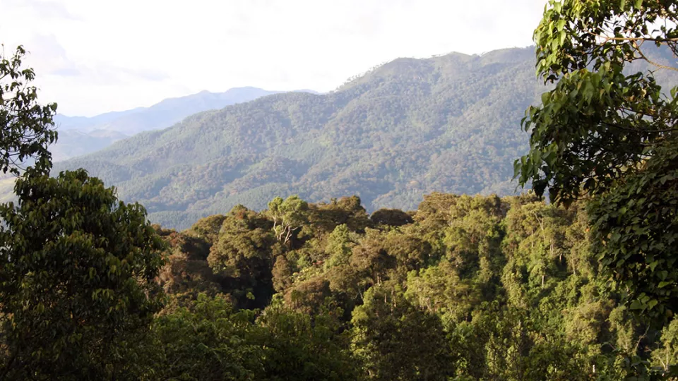 trees and forest on a mountainhill, fogg in the distance. Photo.