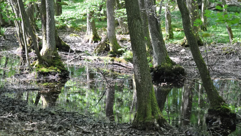 Forest in a swamp. Picture.