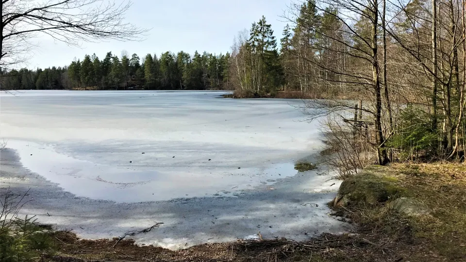 Fruset vatten i ett skogsbryn en kall vinterdag.