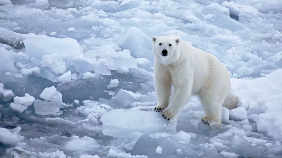 A polar bear standing on ice