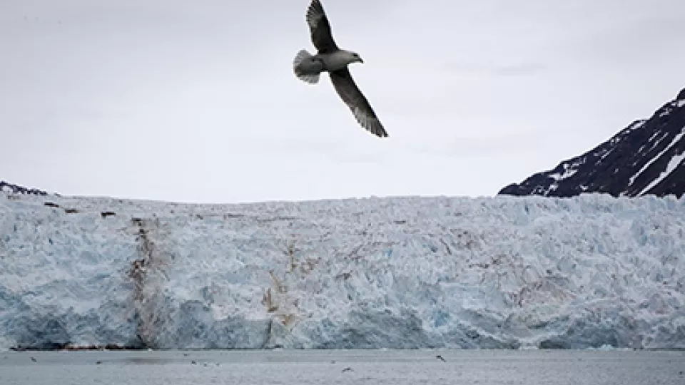 Photo of a glacier a great bird flying over it. Photo. 