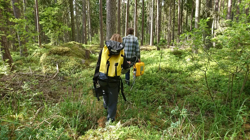 Two researchers walking in the Norunda forest, their backs to the camera. Photo.