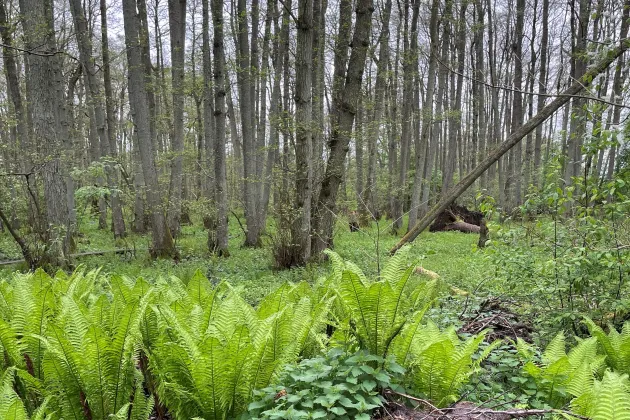 Photograph of a field of ferns in a spring forest