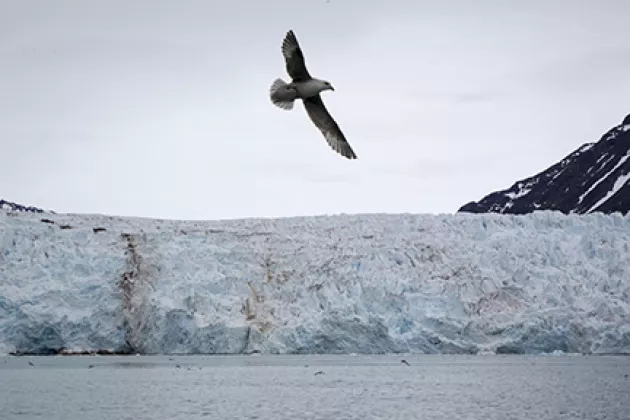 Photo of a glacier a great bird flying over it. Photo. 