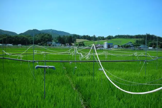 Rice in Japan. Photo: Kazuhiko Kobayashi