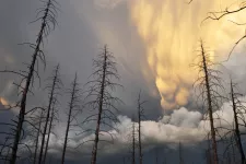 Burnt tree skeletons against a foggy sky. Photo.