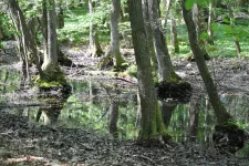 Forest in a swamp. Picture.