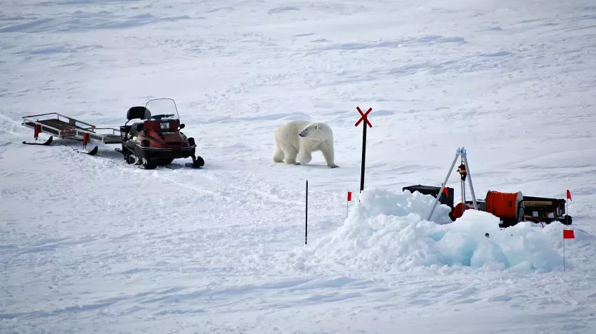 Polar bears followed the expedition in the Arctic. Photo: Julia Asplund