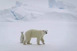 An adult polar bear and its cub walking on the ice.